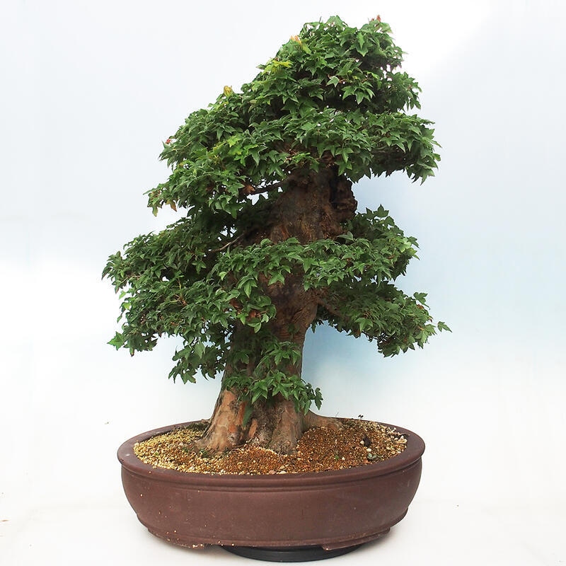 Bonsai im Freien - Ahorn Buergerianum - Burger Maple