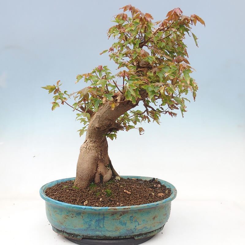 Bonsai im Freien - Ahorn Buergerianum - Burger Maple