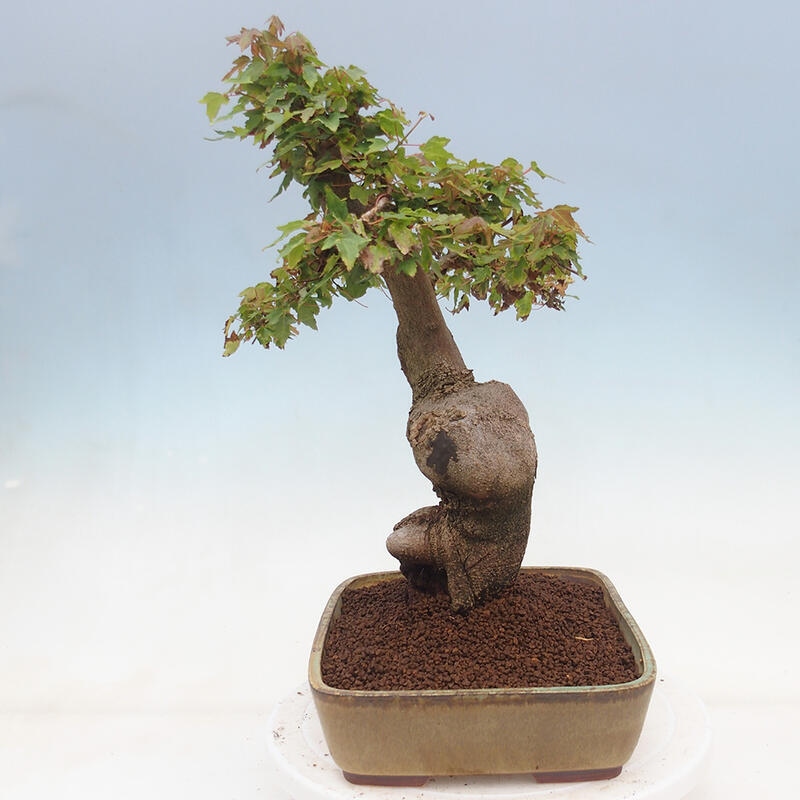 Bonsai im Freien - Ahorn Buergerianum - Burger Maple