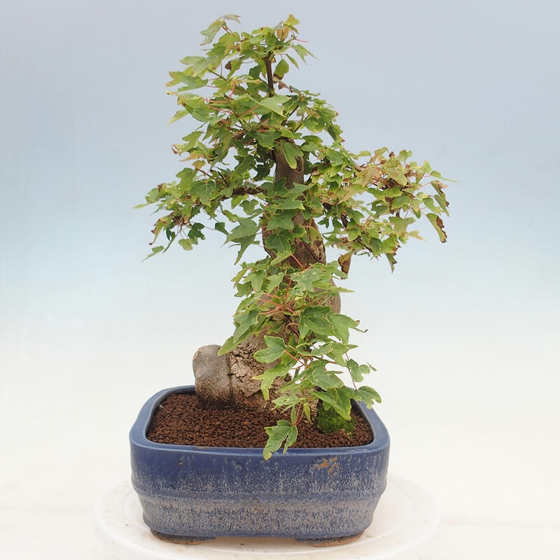 Bonsai im Freien - Ahorn Buergerianum - Burger Maple