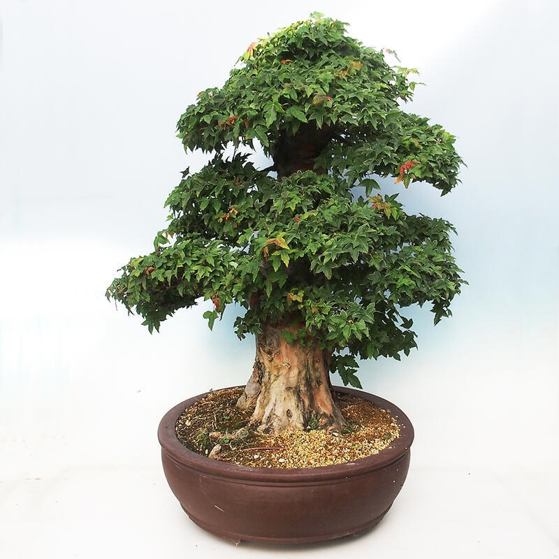 Bonsai im Freien - Ahorn Buergerianum - Burger Maple