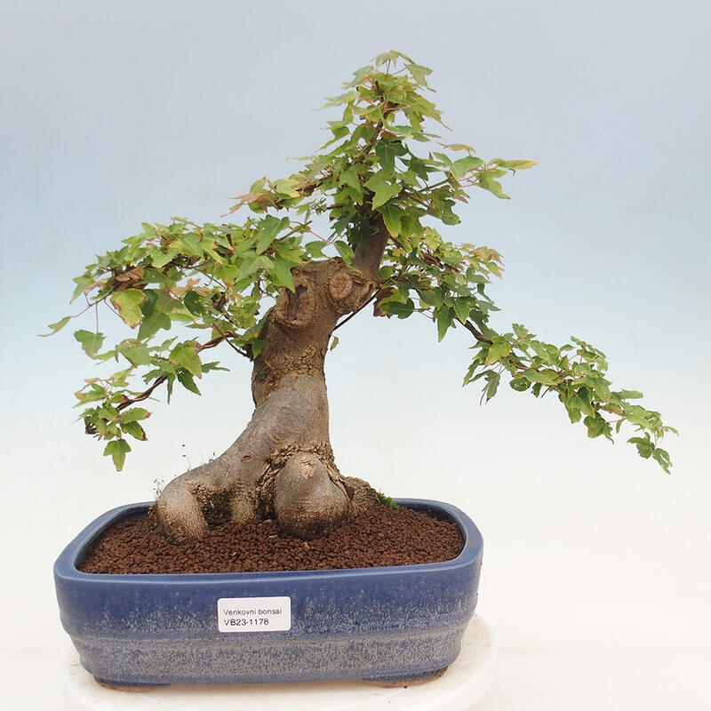 Bonsai im Freien - Ahorn Buergerianum - Burger Maple