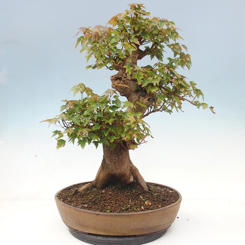 Bonsai im Freien - Ahorn Buergerianum - Burger Maple