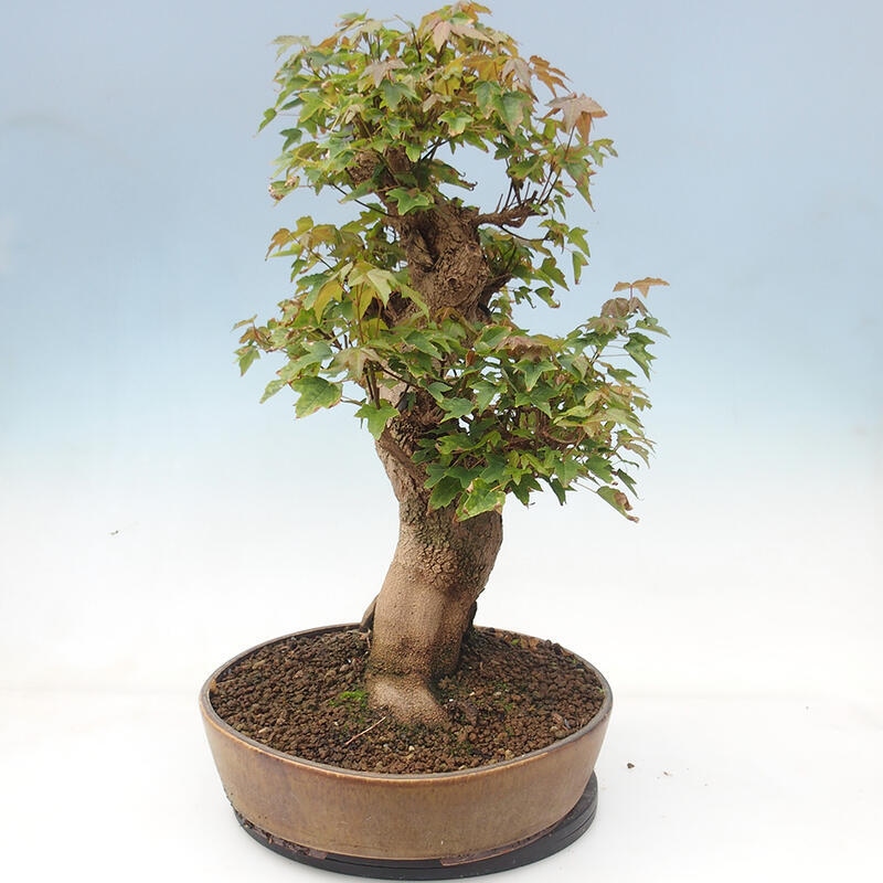 Bonsai im Freien - Ahorn Buergerianum - Burger Maple