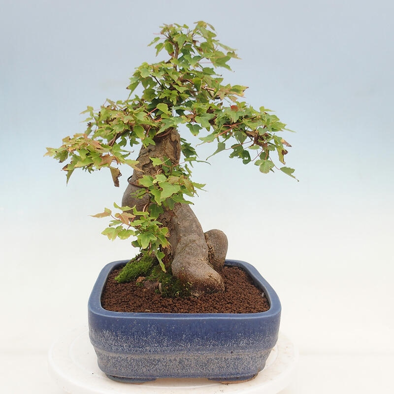 Bonsai im Freien - Ahorn Buergerianum - Burger Maple