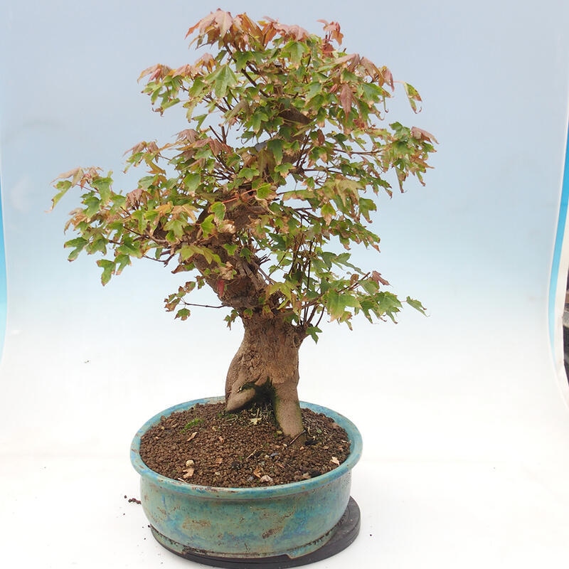 Bonsai im Freien - Ahorn Buergerianum - Burger Maple