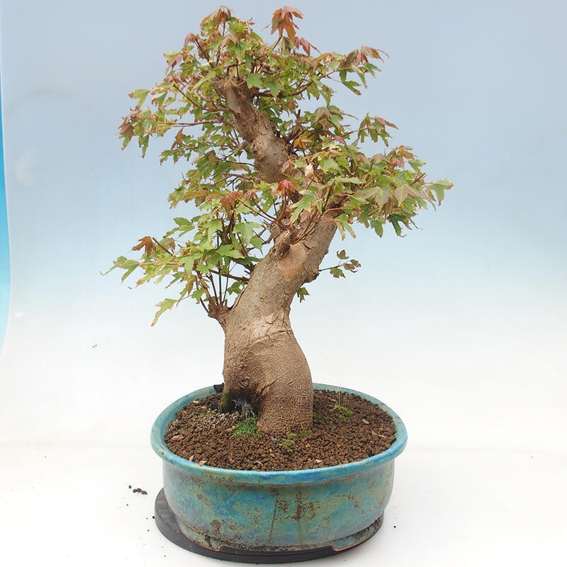 Bonsai im Freien - Ahorn Buergerianum - Burger Maple