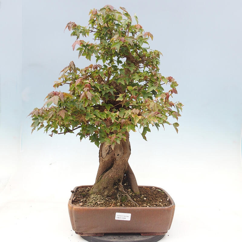 Bonsai im Freien - Ahorn Buergerianum - Burger Maple