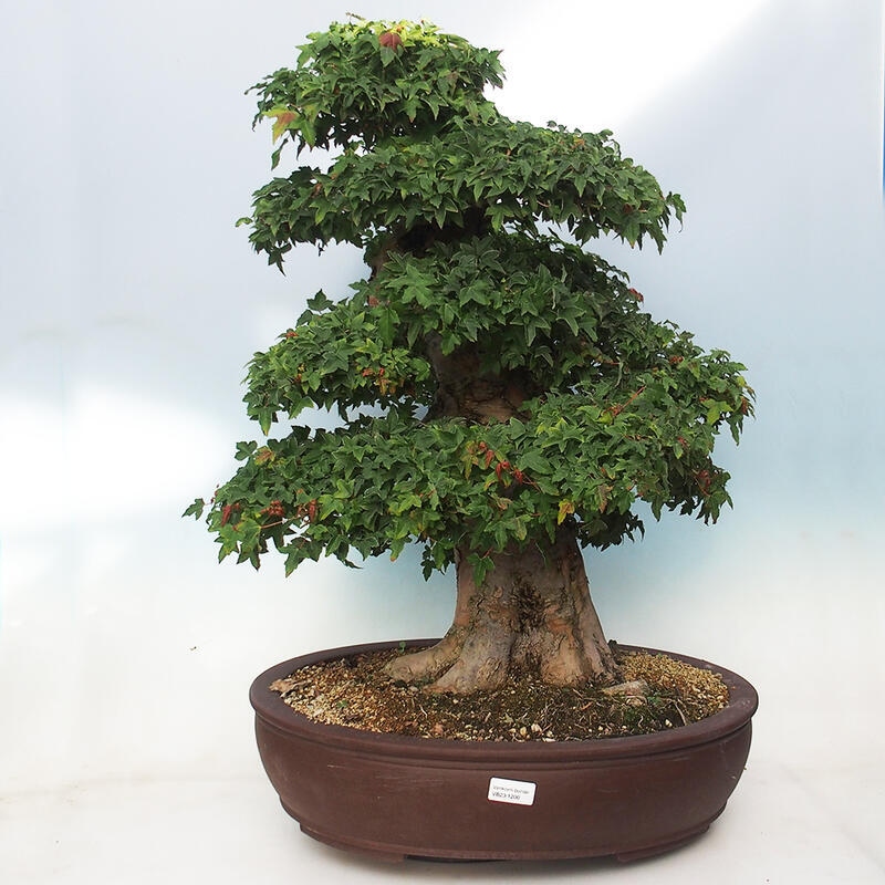 Bonsai im Freien - Ahorn Buergerianum - Burger Maple