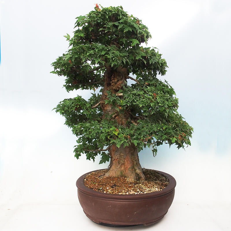 Bonsai im Freien - Ahorn Buergerianum - Burger Maple