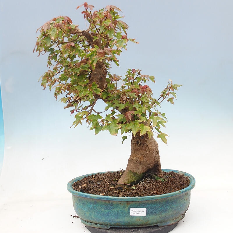 Bonsai im Freien - Ahorn Buergerianum - Burger Maple