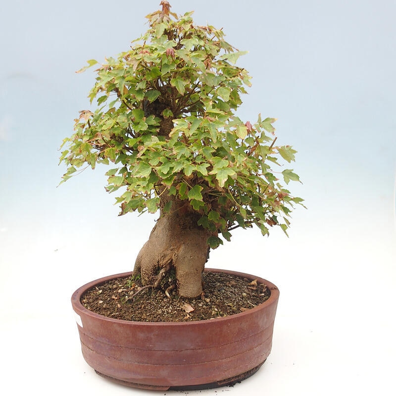 Bonsai im Freien - Ahorn Buergerianum - Burger Maple