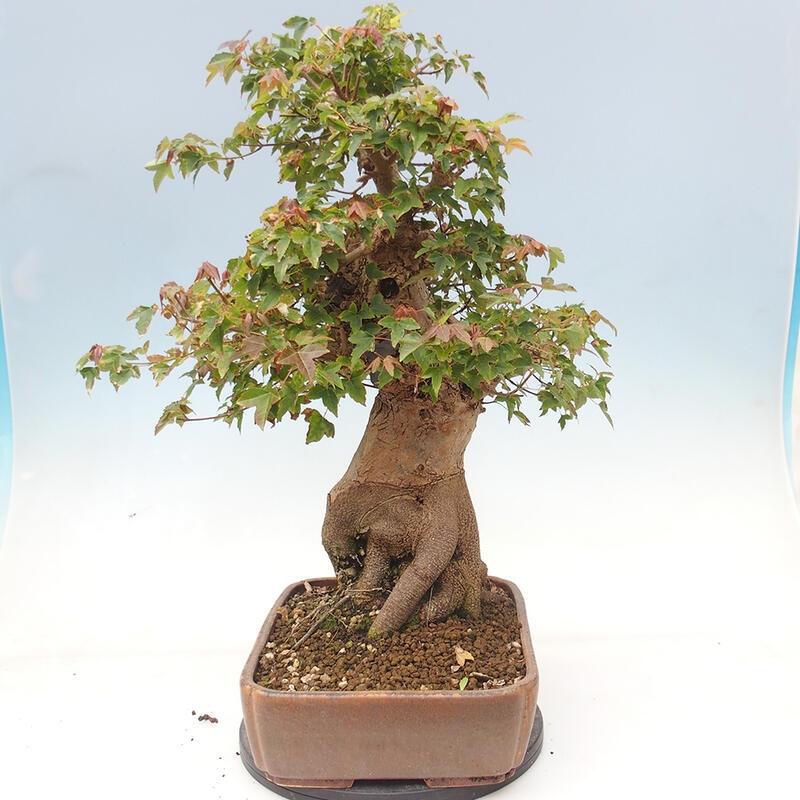 Bonsai im Freien - Ahorn Buergerianum - Burger Maple