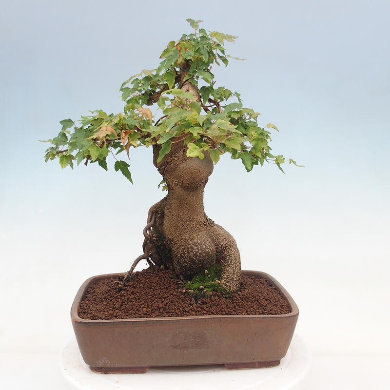 Bonsai im Freien - Ahorn Buergerianum - Burger Maple