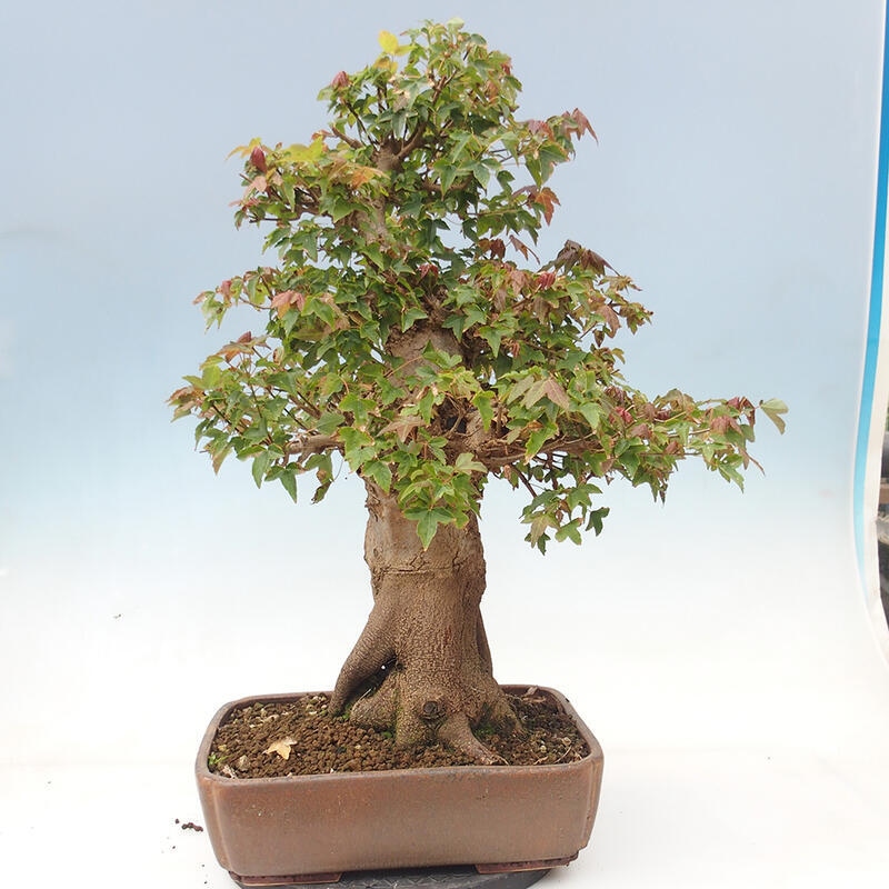 Bonsai im Freien - Ahorn Buergerianum - Burger Maple