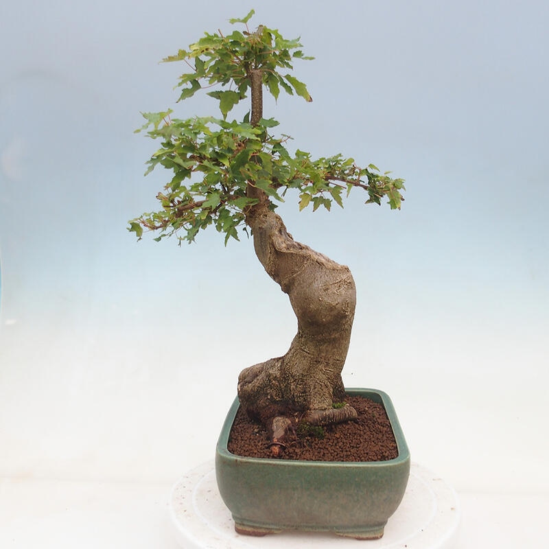 Bonsai im Freien - Ahorn Buergerianum - Burger Maple