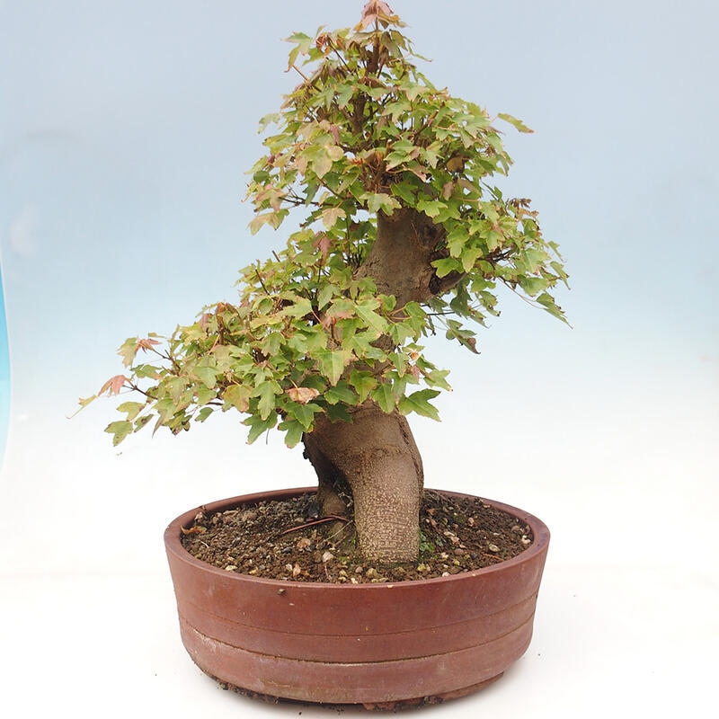 Bonsai im Freien - Ahorn Buergerianum - Burger Maple