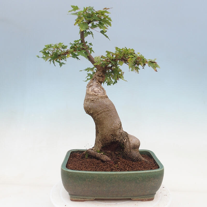 Bonsai im Freien - Ahorn Buergerianum - Burger Maple