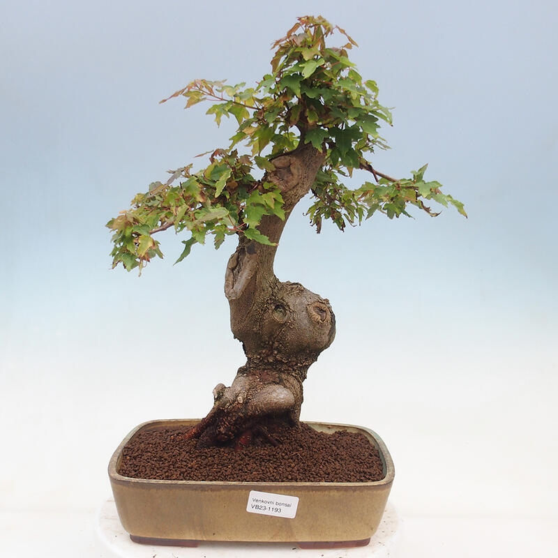 Bonsai im Freien - Ahorn Buergerianum - Burger Maple