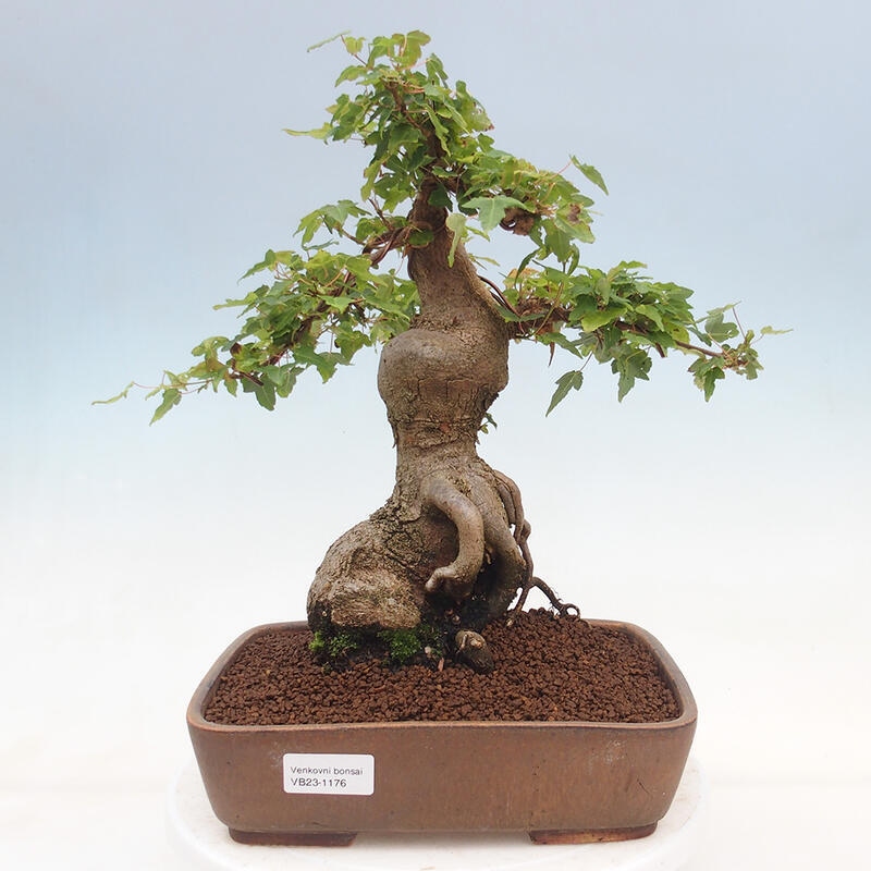 Bonsai im Freien - Ahorn Buergerianum - Burger Maple