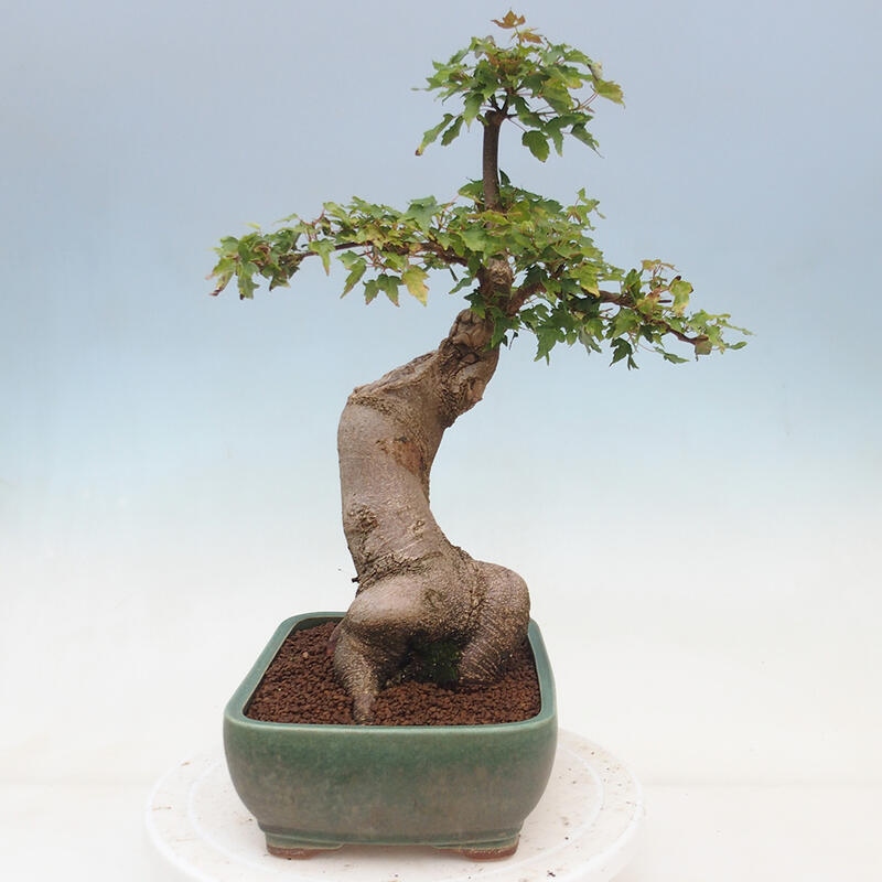 Bonsai im Freien - Ahorn Buergerianum - Burger Maple