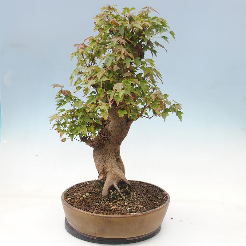 Bonsai im Freien - Ahorn Buergerianum - Burger Maple