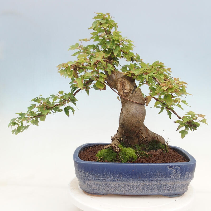 Bonsai im Freien - Ahorn Buergerianum - Burger Maple