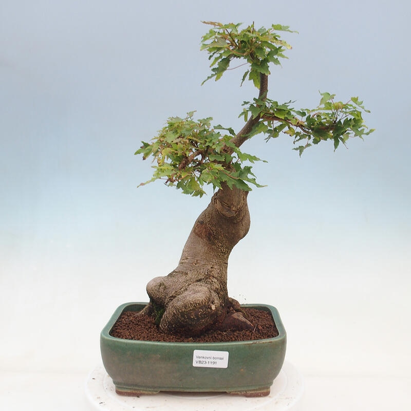 Bonsai im Freien - Ahorn Buergerianum - Burger Maple