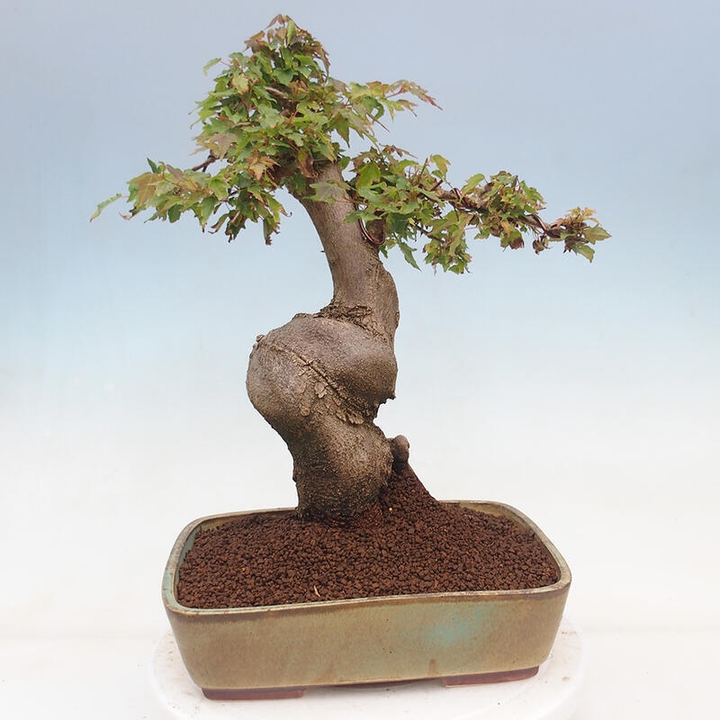 Bonsai im Freien - Ahorn Buergerianum - Burger Maple