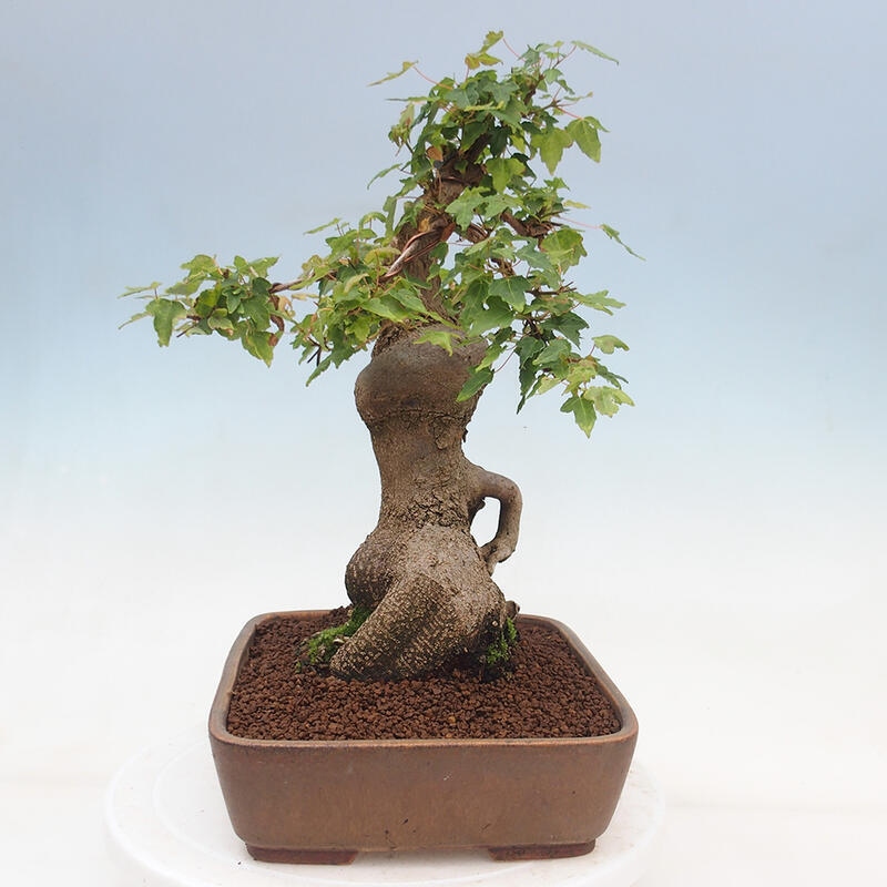 Bonsai im Freien - Ahorn Buergerianum - Burger Maple