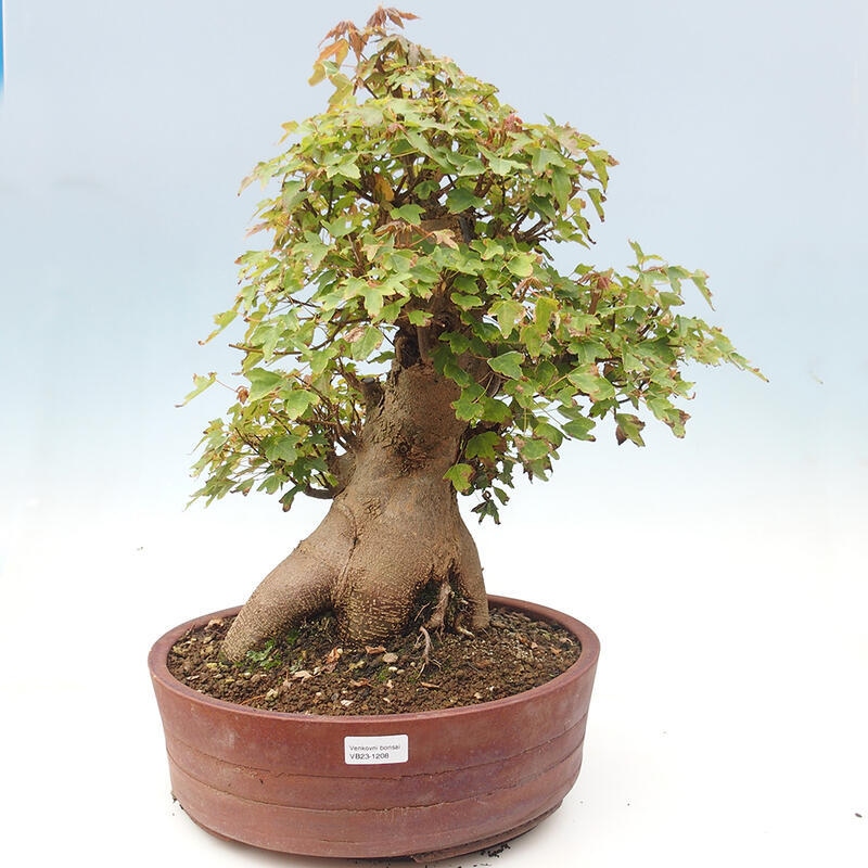 Bonsai im Freien - Ahorn Buergerianum - Burger Maple