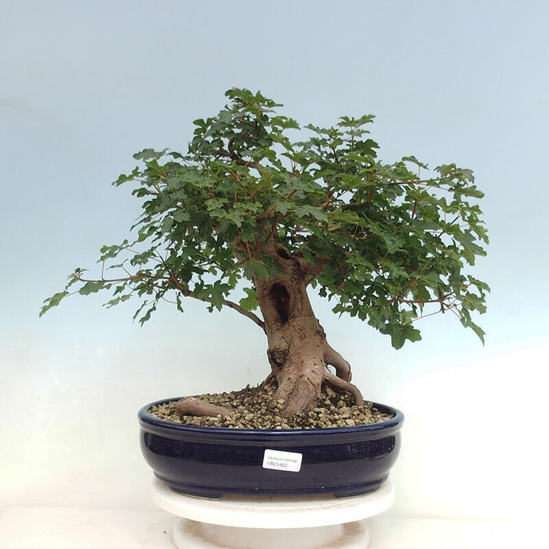 Outdoor-Bonsai - Acer Campestre - Baby-Ahorn