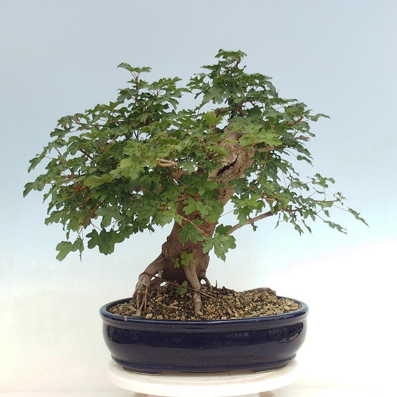 Outdoor-Bonsai - Acer Campestre - Baby-Ahorn