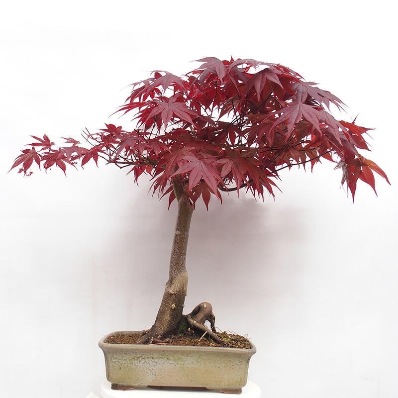 Bonsai im Freien - Acer palmatum Atropurpureum - Roter Palmahorn