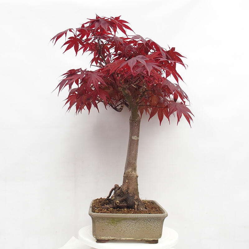 Bonsai im Freien - Acer palmatum Atropurpureum - Roter Palmahorn