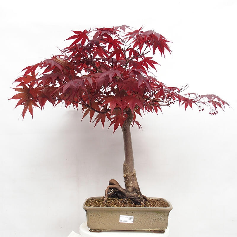 Bonsai im Freien - Acer palmatum Atropurpureum - Roter Palmahorn