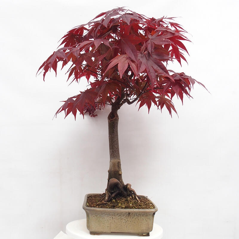 Bonsai im Freien - Acer palmatum Atropurpureum - Roter Palmahorn