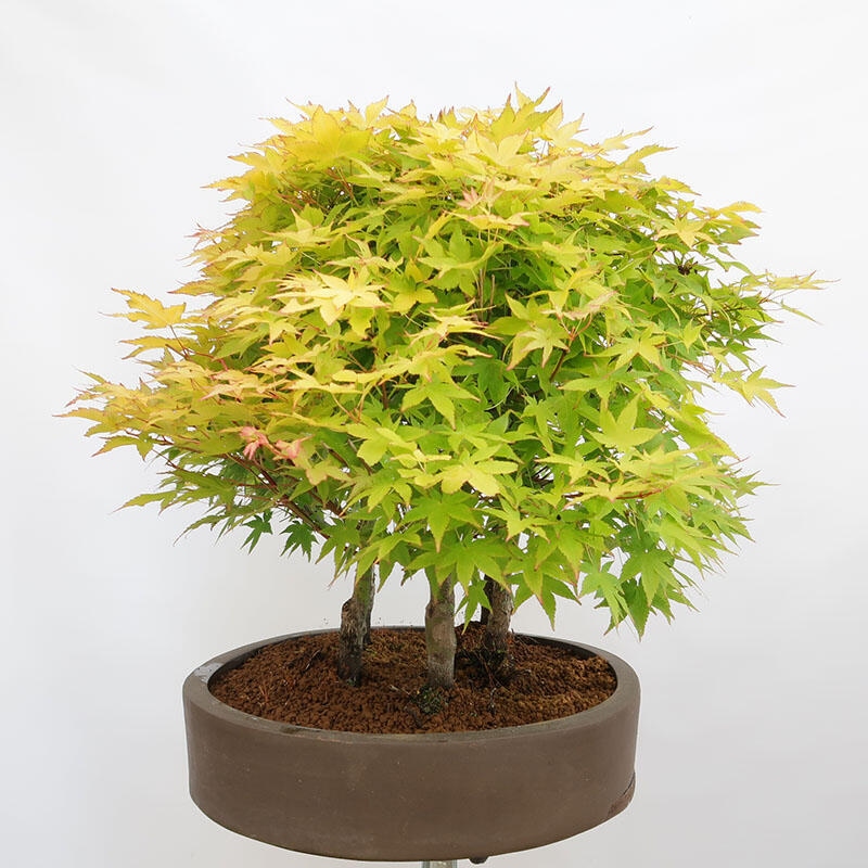 Bonsai im Freien - Acer palmatum Aureum - Palmblättriger Goldwaldahorn