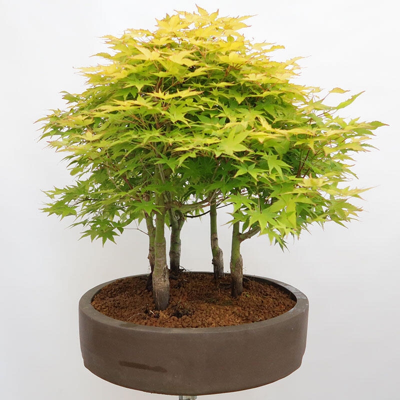 Bonsai im Freien - Acer palmatum Aureum - Palmblättriger Goldwaldahorn