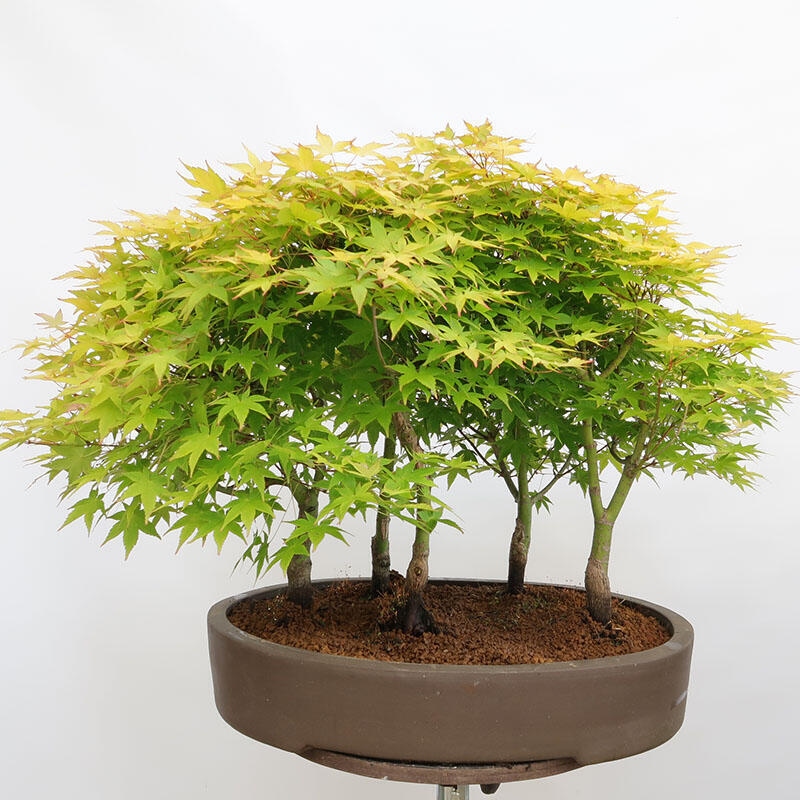 Bonsai im Freien - Acer palmatum Aureum - Palmblättriger Goldwaldahorn