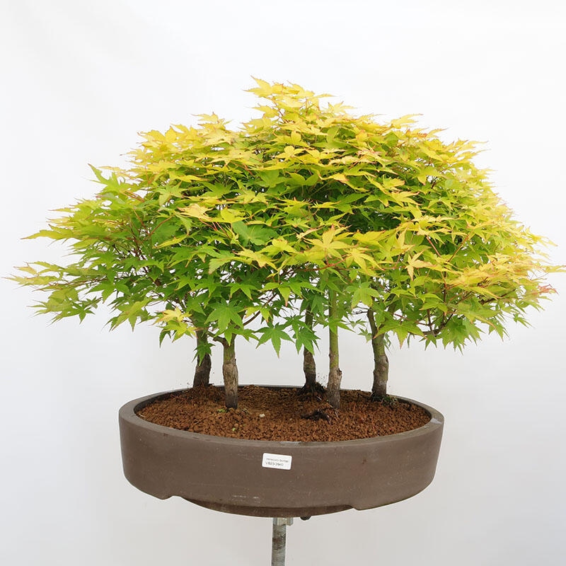 Bonsai im Freien - Acer palmatum Aureum - Palmblättriger Goldwaldahorn