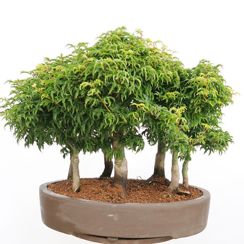 Bonsai im Freien - Acer palmatum SHISHIGASHIRA - Kleinblättriger Ahornwald