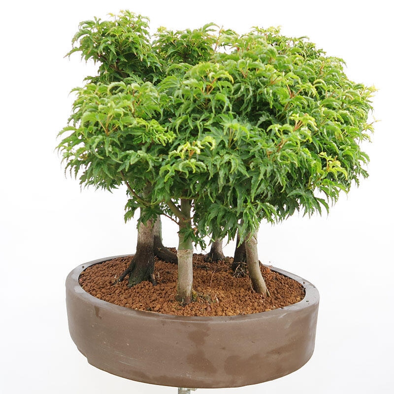 Bonsai im Freien - Acer palmatum SHISHIGASHIRA - Kleinblättriger Ahornwald