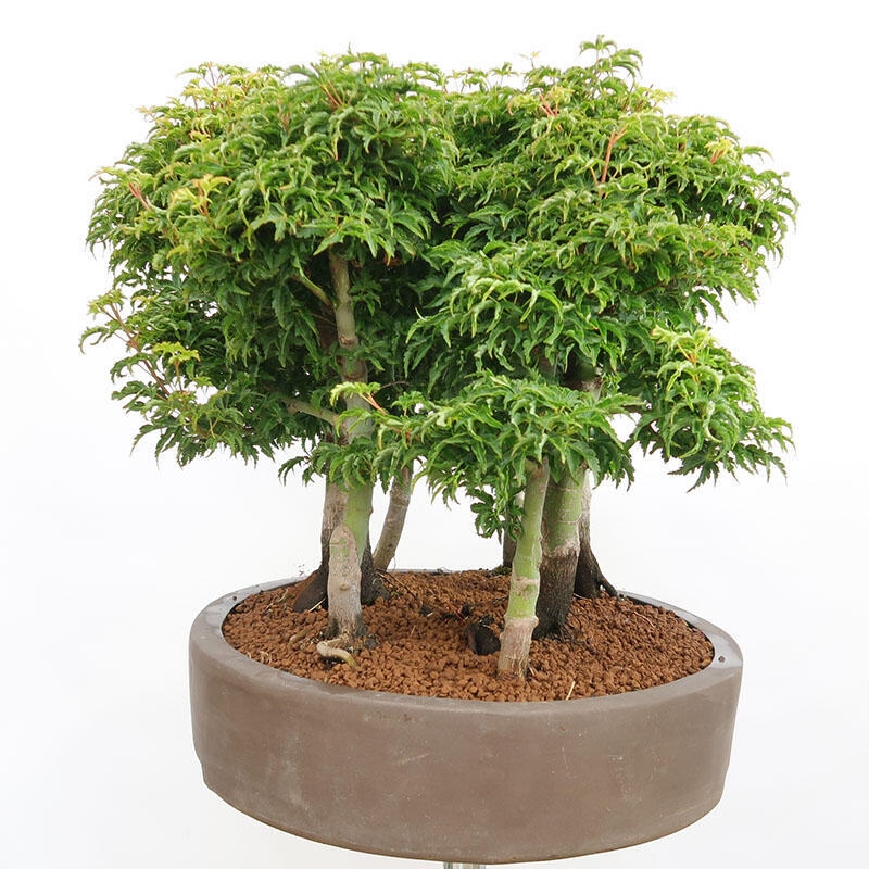 Bonsai im Freien - Acer palmatum SHISHIGASHIRA - Kleinblättriger Ahornwald