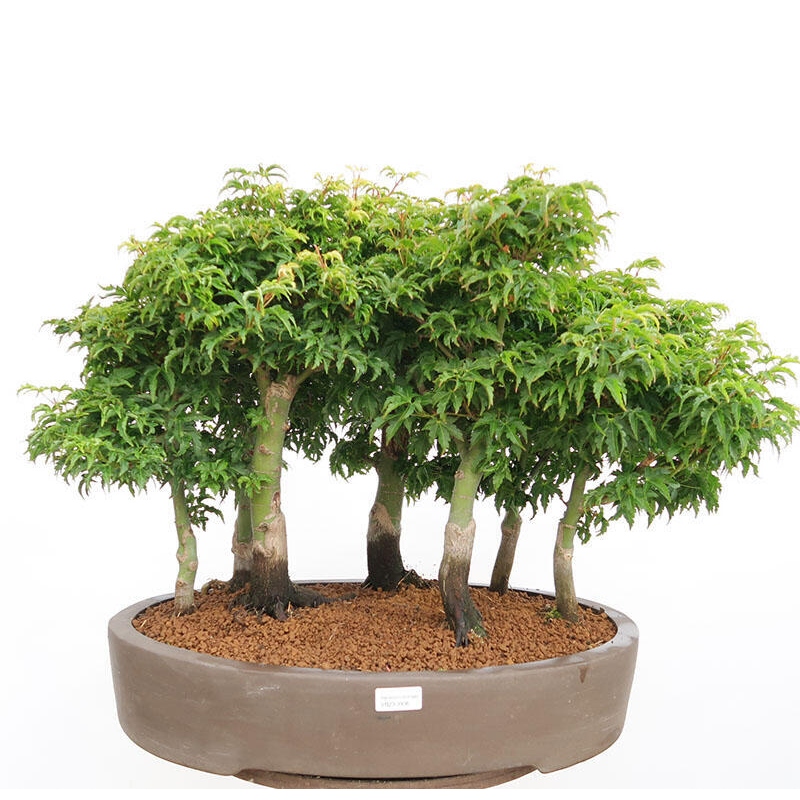 Bonsai im Freien - Acer palmatum SHISHIGASHIRA - Kleinblättriger Ahornwald