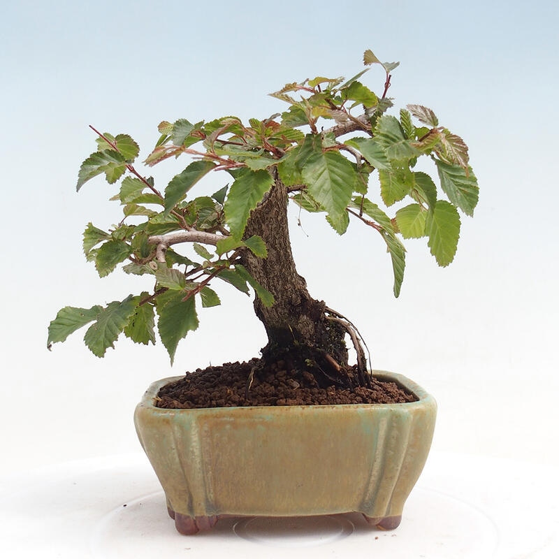 Outdoor-Bonsai -Carpinus CARPINOIDES - Koreanisch Hainbuche