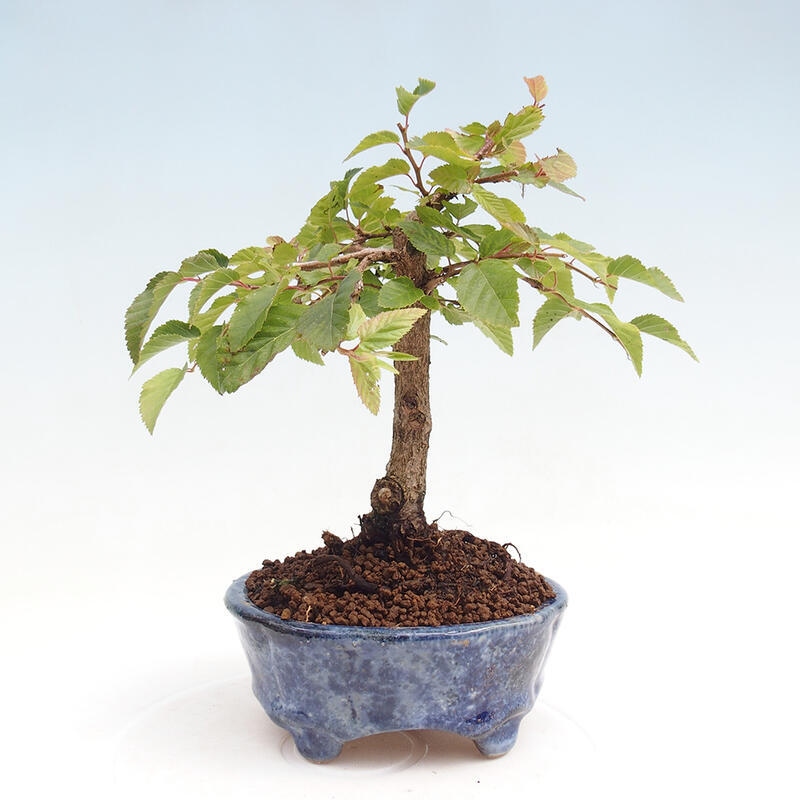 Outdoor-Bonsai -Carpinus CARPINOIDES - Koreanisch Hainbuche