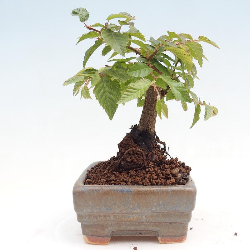 Outdoor-Bonsai -Carpinus CARPINOIDES - Koreanisch Hainbuche