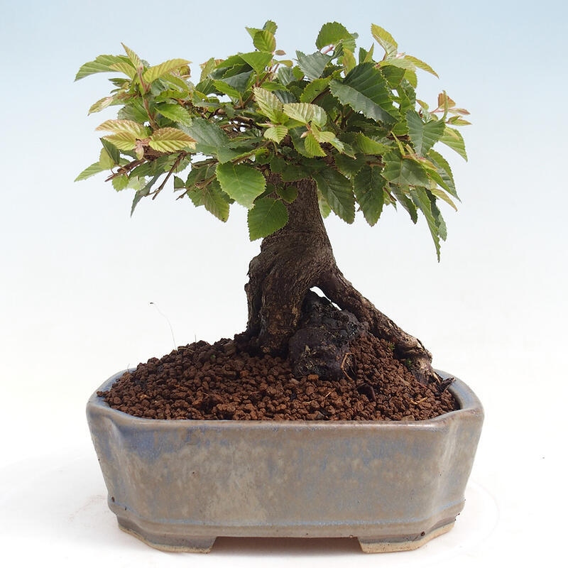 Outdoor-Bonsai -Carpinus CARPINOIDES - Koreanisch Hainbuche