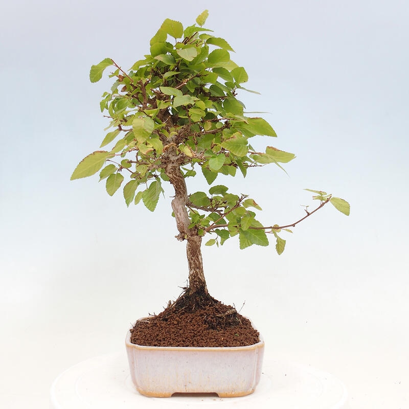 Bonsai im Freien -Carpinus CARPINOIDES - Koreanische Hainbuche